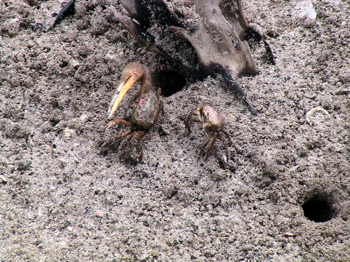 25 - Mangrove 021.jpg
